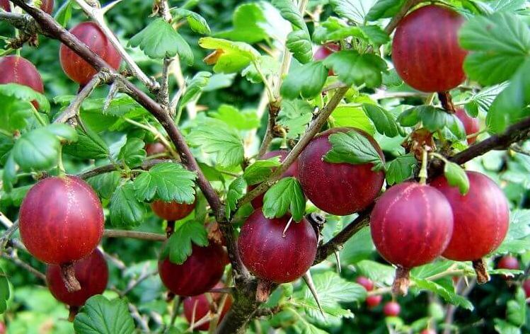 Как вырастить сладкий крыжовник без лишних усилий: практические советы