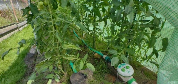 Как использовать помидорную ботву в саду и огороде