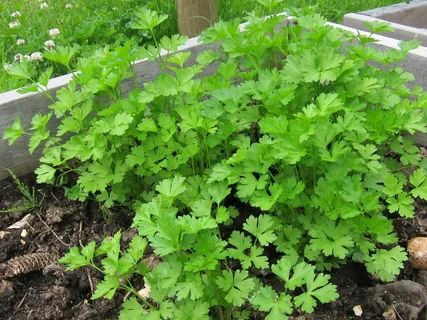 ��������: ����������� ����� � ���� ��������� ������