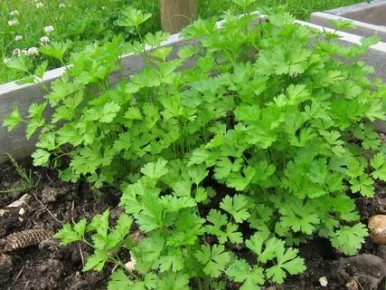 ��������: ����������� ����� � ���� ��������� ������