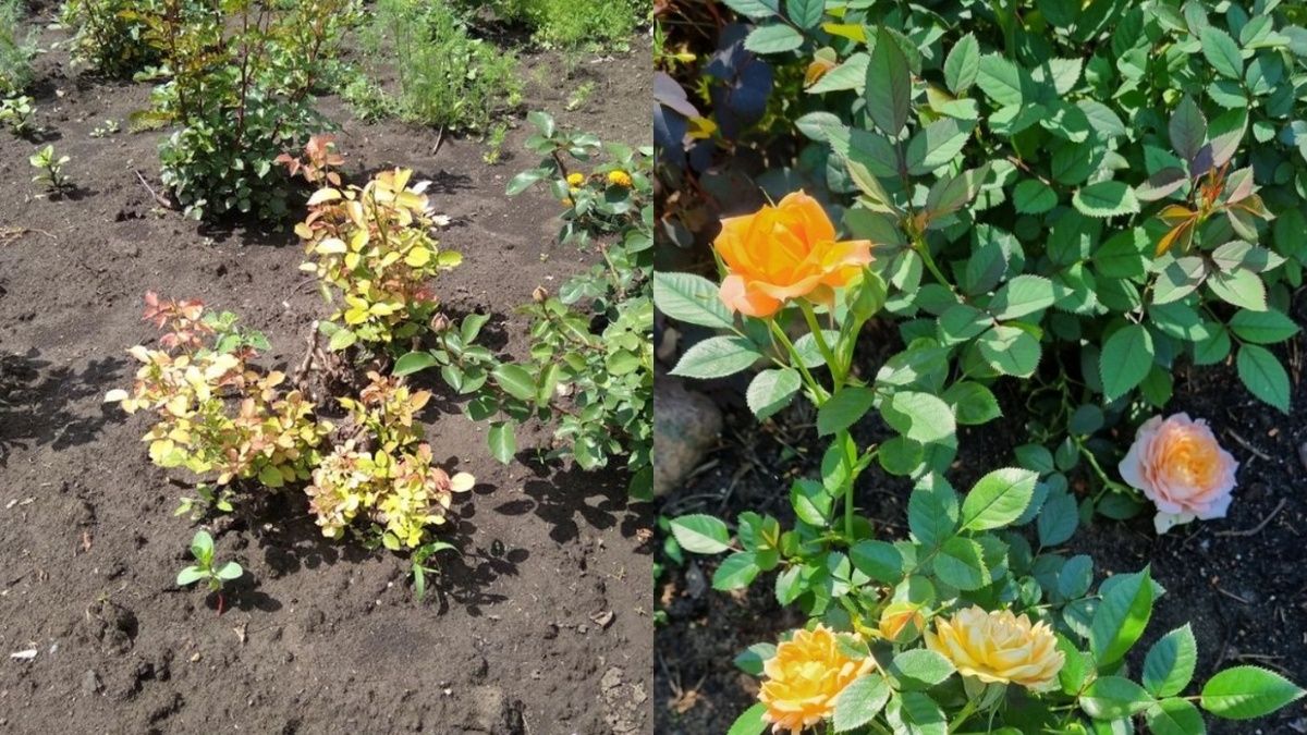 ��� ������ ���������� ����: ����������� ����� � ��������� ������������