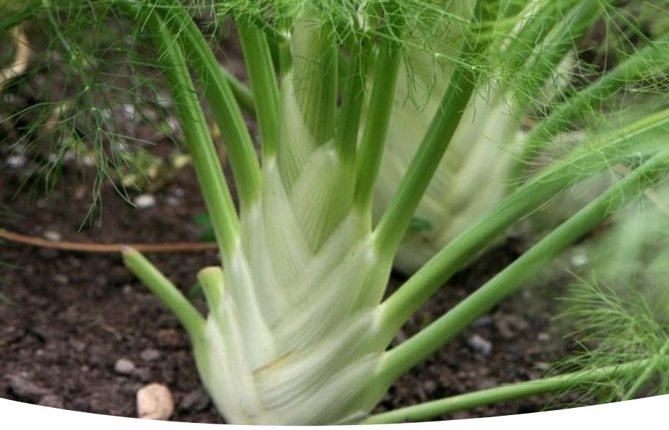 Фенхель: как вырастить и применять эту ароматную траву