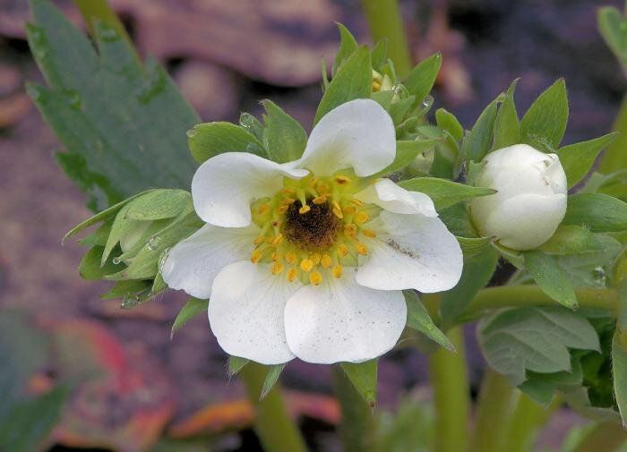 Как выбрать лучший материал для мульчирования клубники