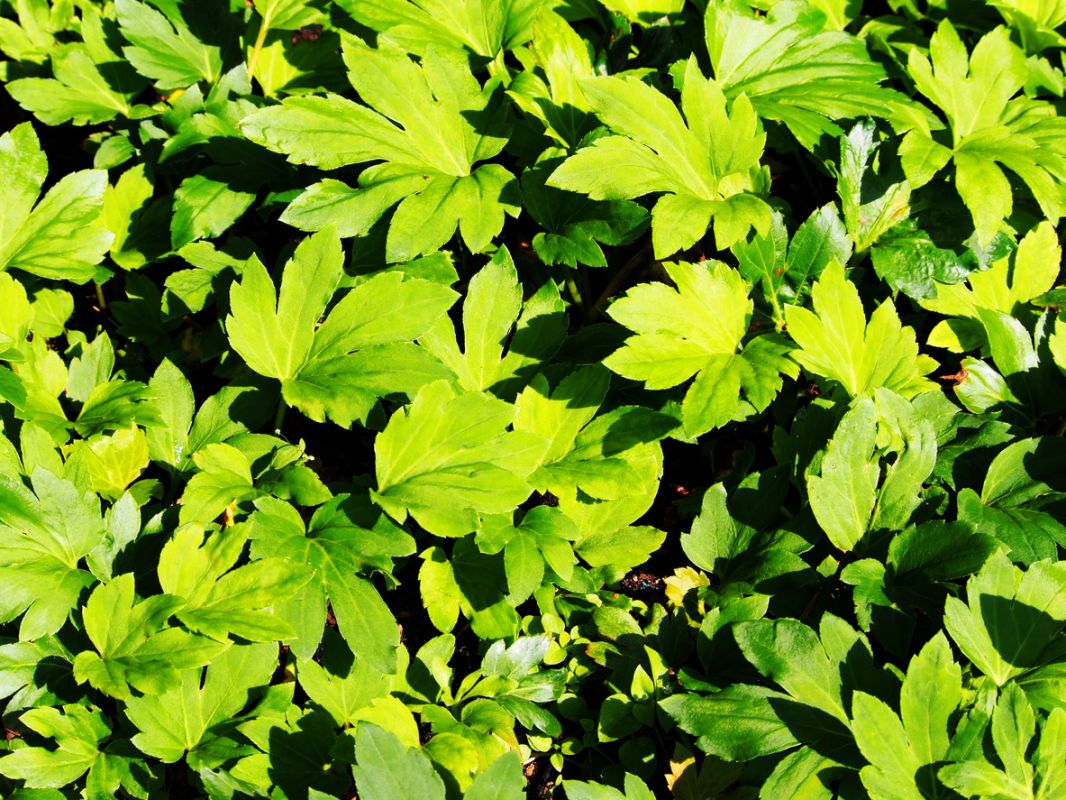 Мукдения Росса: яркий акцент для вашего сада