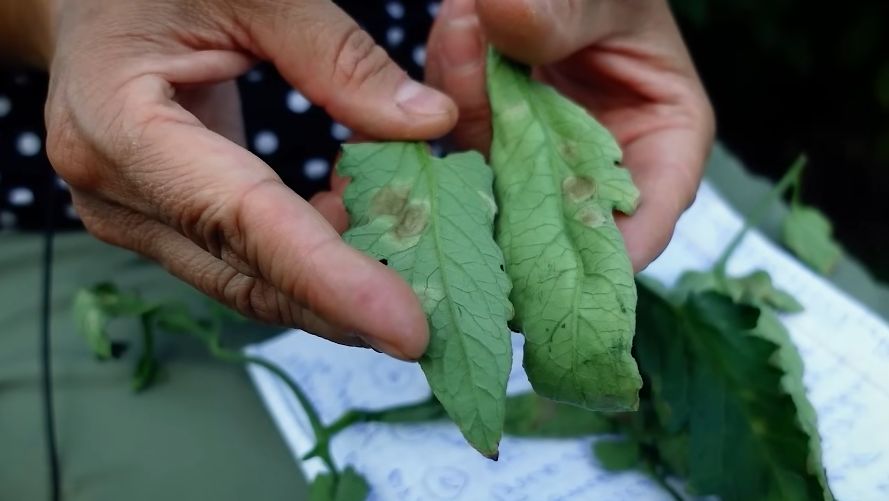 Умный подход к томатам: как отличить бурую пятнистость от магниевого голодания