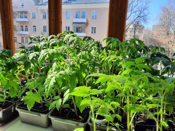 Томаты: секреты успешного выращивания рассады в 2025 году