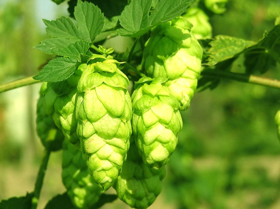Хмель обыкновенный: зеленая лиана с богатой историей и многогранным применением