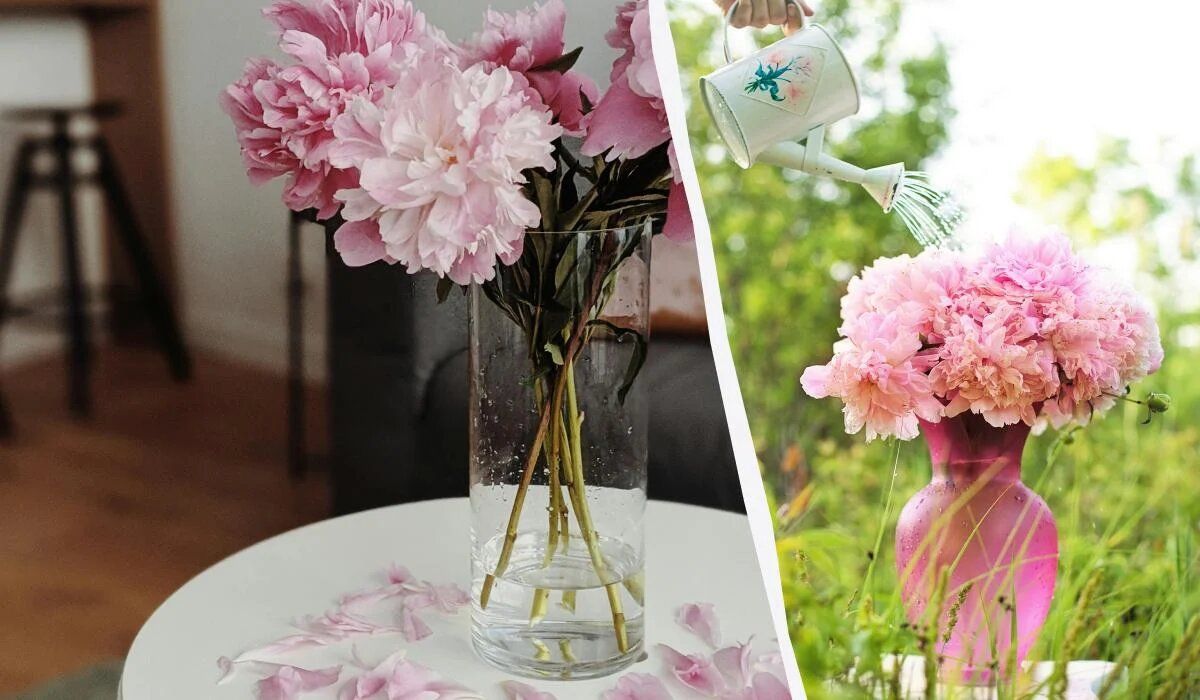 Секреты долгоживущих пионов: как сохранить цветы свежими на дольше