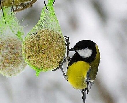 Скарификация семян: быстрый путь к процветающим всходам