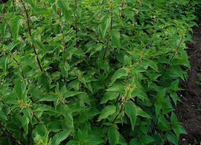 Крапивный настой: кто не оценит его свойства?