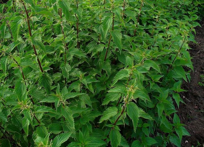 Крапивный настой: кто не оценит его свойства?