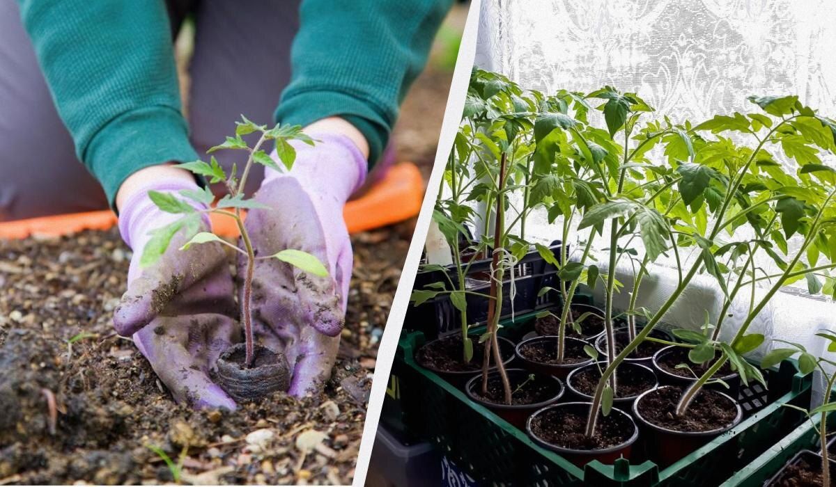 ����������� �����: ��� �� �������� ������ � 2025 ����