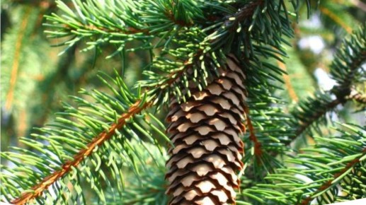 Что выбрать для сада: ель или пихта? Важные аспекты выбора