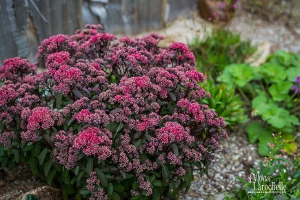 Сад без забот: 10 растений для незамысловатого ландшафтного дизайна