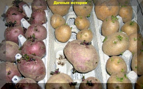 Как вырастить ранний урожай картофеля: простые советы для каждого садовода