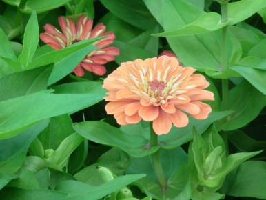 ���� ��� ���� ��� ������ ����: ������� ������� �������