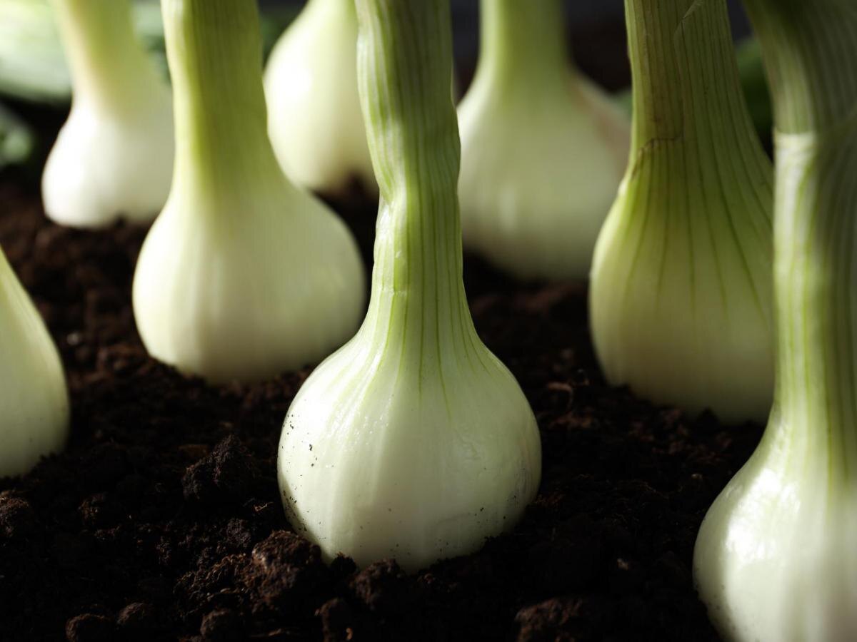 Как избежать распространенных ошибок при посадке лука и получить богатый урожай