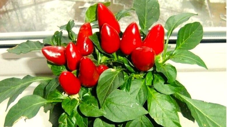 Островок лета на подоконнике: как вырастить идеальные перцы в квартире