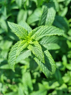 Отличные сочетания фруктов и трав для незабываемых вкусов