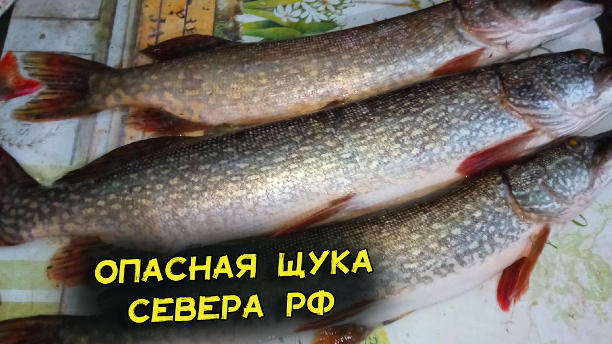 ��������� ���� � ������ ������: ��� ����� �����