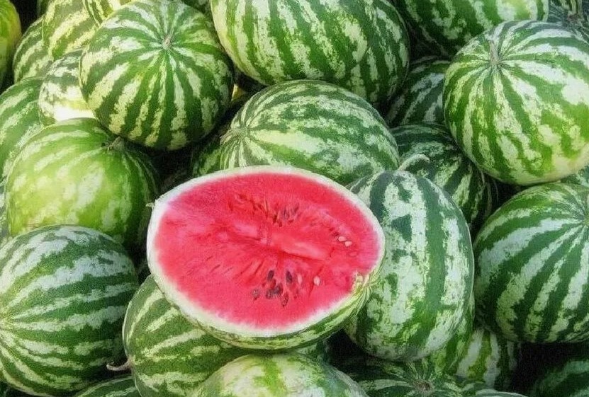 Арбузный рай: от полезного овоща до популярного курорта