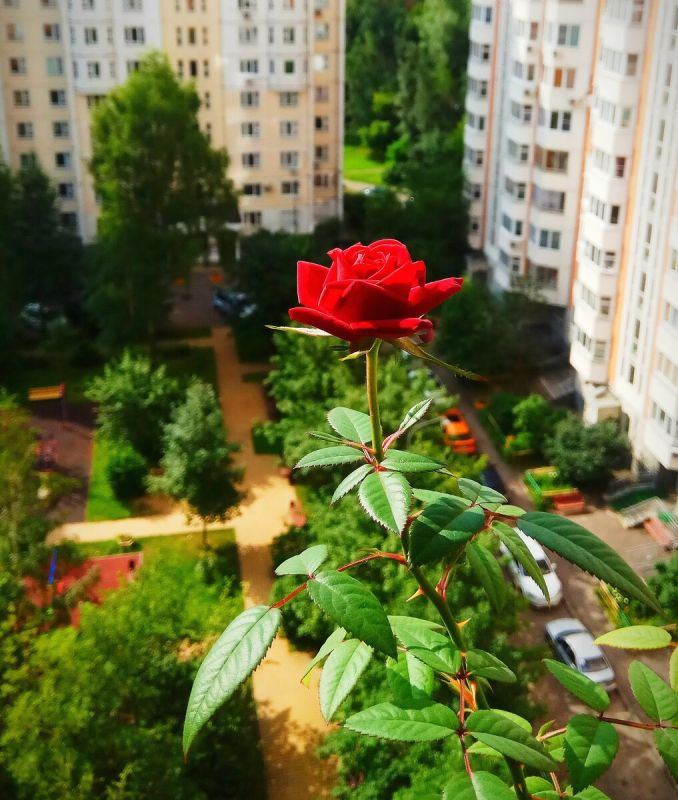 ��� ���� ���� ����������� ������: ���������� ������� �� �������