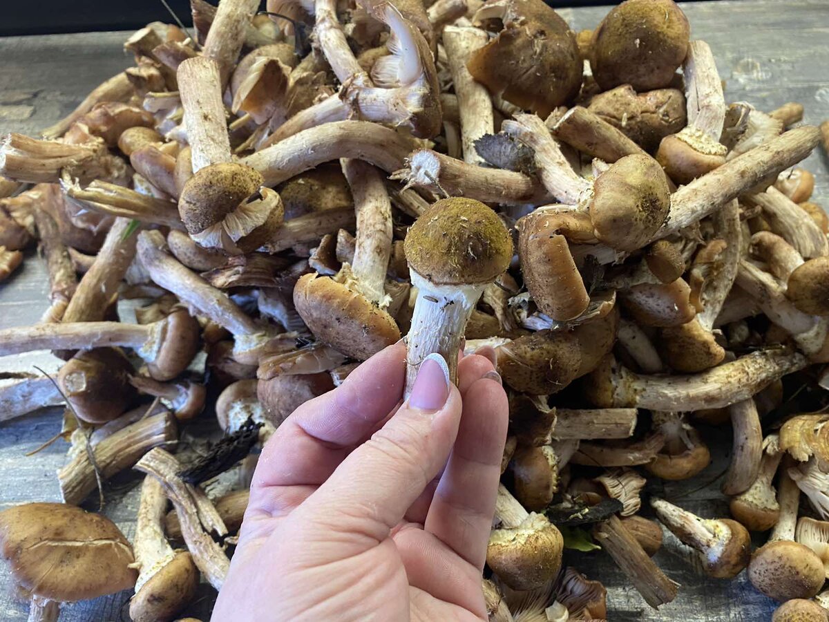 Грибы для омоложения: неожиданные рекомендации диетолога