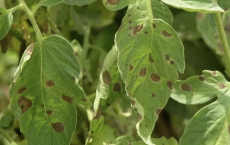 Бурая пятнистость томатов в жару: эффективные экопрепараты для защиты урожая