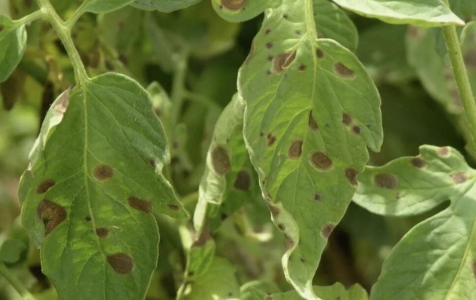 Бурая пятнистость томатов в жару: эффективные экопрепараты для защиты урожая