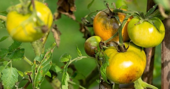 ��� �������� ������ �� ��������� � �������: ������ � ������������