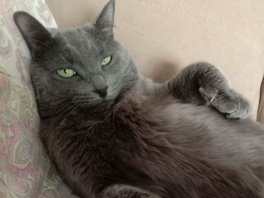 ������ ����� ������������ ����: ����������� � ������� ������ ��� ��������