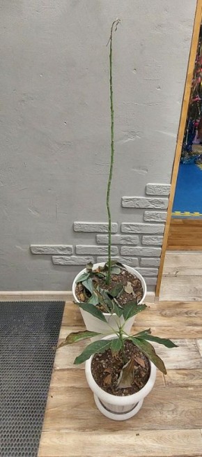 ��� ��� � ������ �������� ����������� � �����������