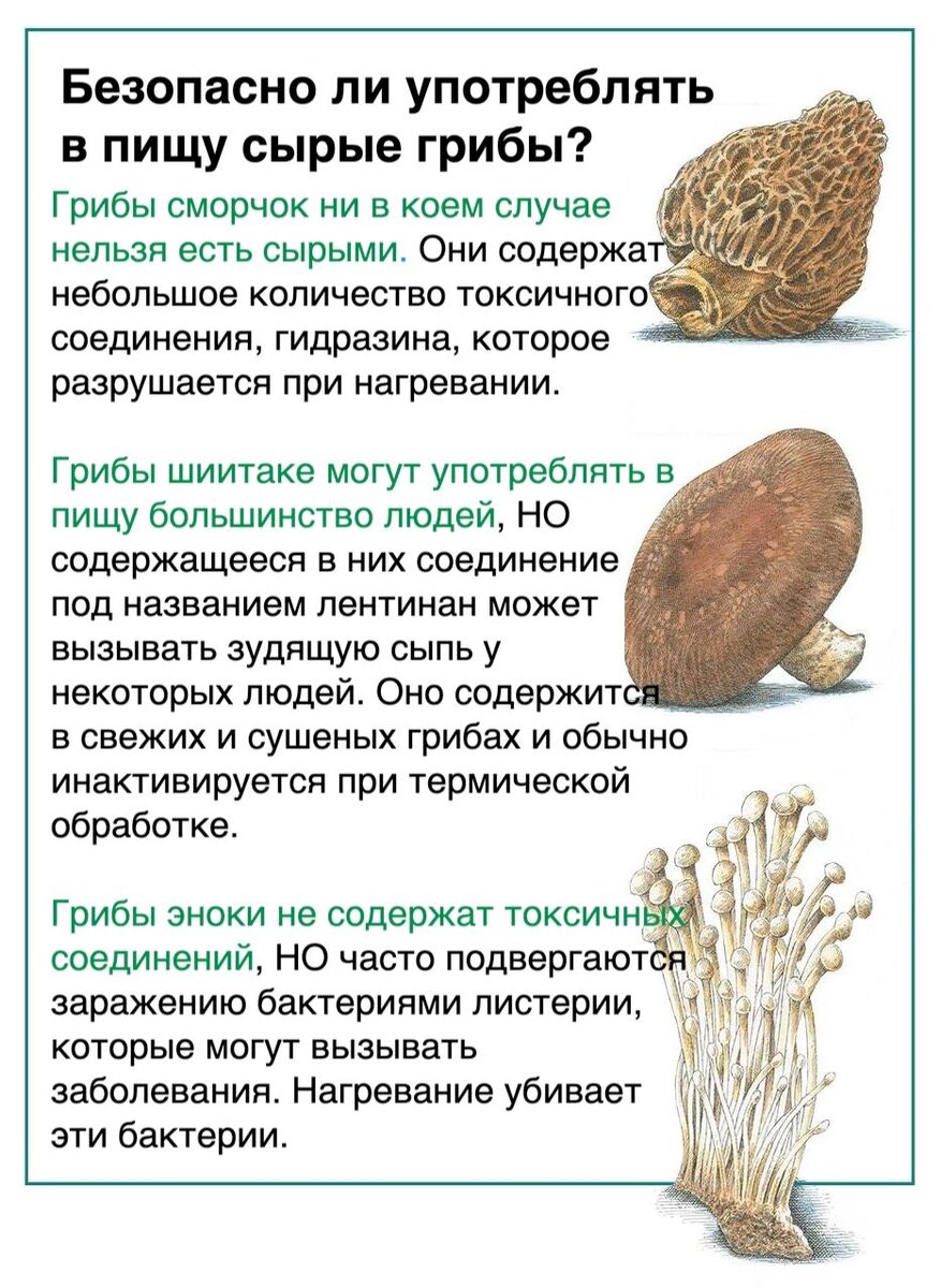 Сырые грибы: что нужно знать прежде чем есть