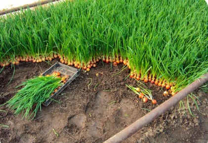 Секреты увеличения урожайности лука: советы опытных дачников