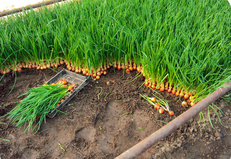 Секреты увеличения урожайности лука: советы опытных дачников