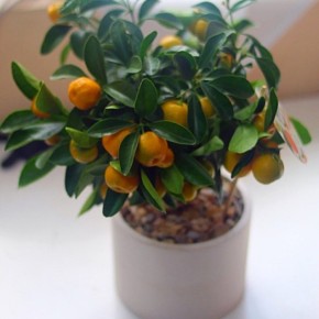 Возможности роста: как вырастить мандарин из косточки в домашних условиях