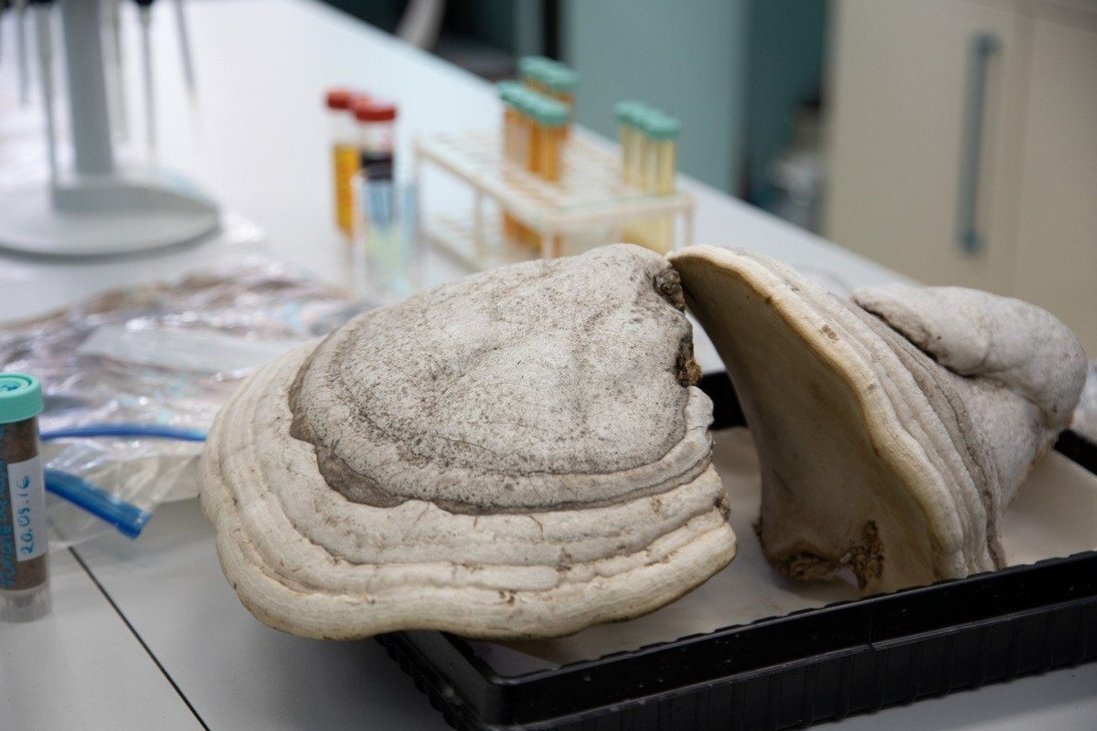 Учёные из Урала разработали уникальную мазь на основе грибов для лечения ожогов