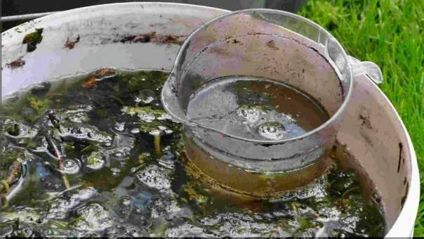 Как правильно приготовить фублю в своем огороде