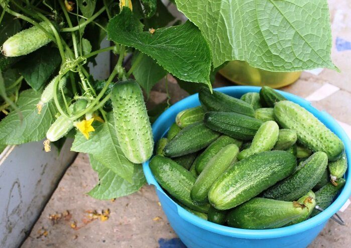 ��� ��������� ������ ������� �� ������ ����: ����������� ������ �� �������