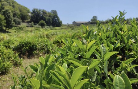 ������������� ���: ��� ���������� � ��� ��������� ��� ��������