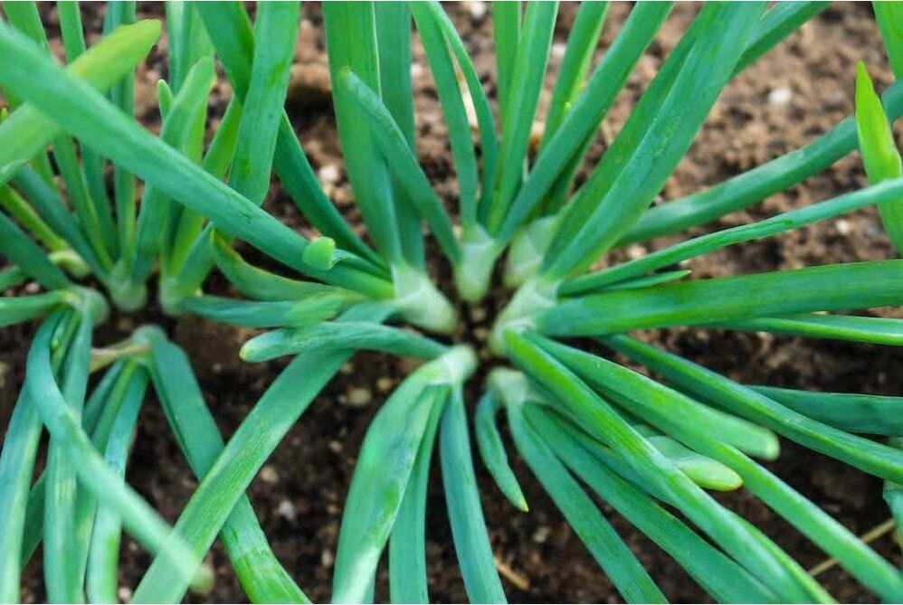 ��� ��������� ������ ������� ���: ������� ������������ ��������� �����������