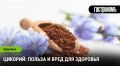 Цикорий: удивительное растение, которое улучшает здоровье