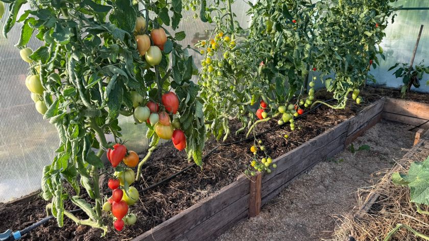 ������� ��� ��������: ��� �������� ������ �� ��������� � ������� ���� ��������