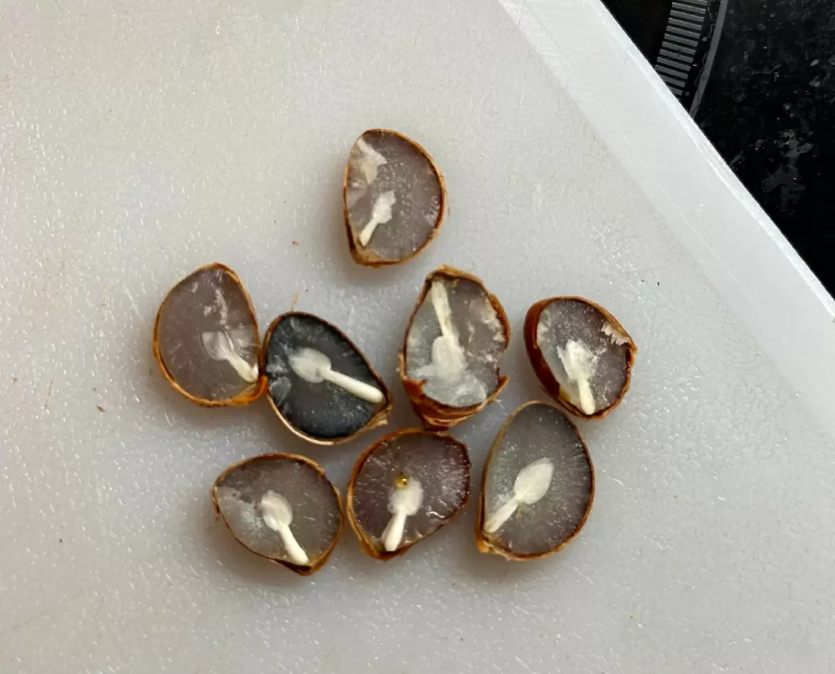 Необычные находки в хурме: мини-ложки и сюрпризы внутри!