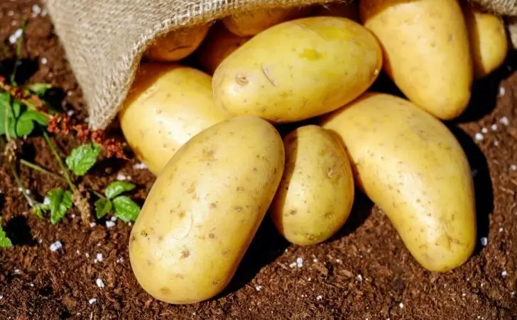 Импорт картофеля растет: что это значит для местных фермеров?