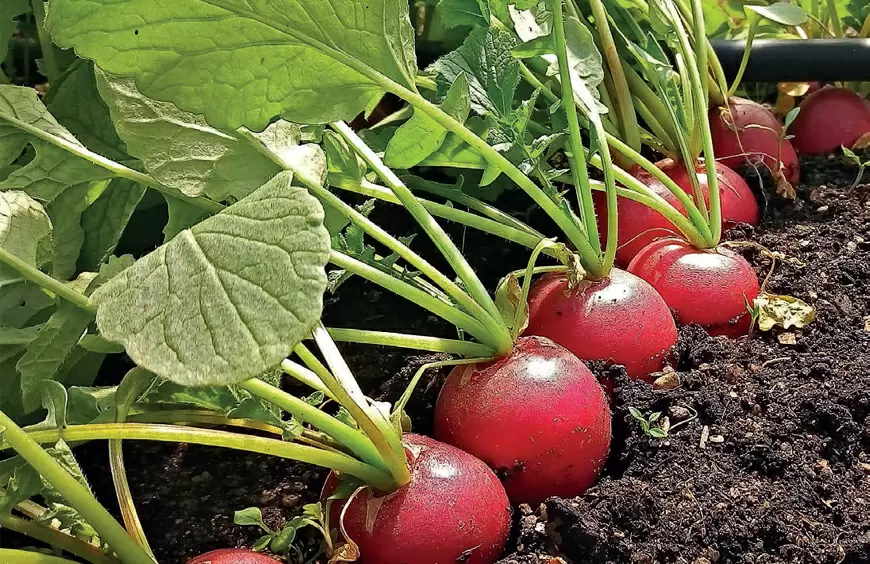 Как вырастить ранний редис: секреты успешного урожая