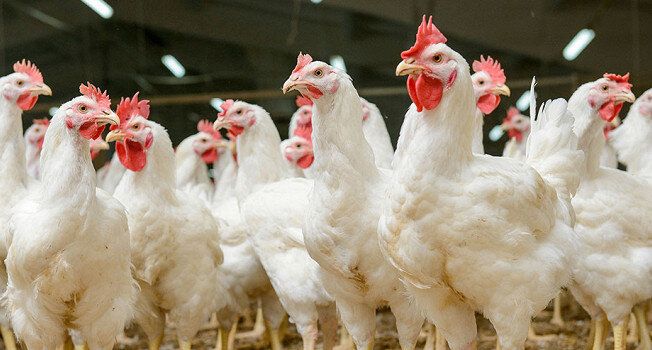 ������ ������ �� ������ �� ���� ����������?