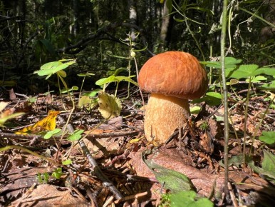 ������ - ��������� ������: ����������� ������� � ������� ���������