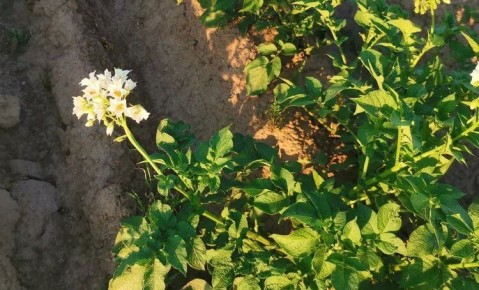 ��������������� ��������� �������� �� ������ �� ��������� ��������� � ������