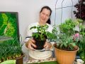 Как правильно заботиться о комнатных томатах для успешного плодоношения